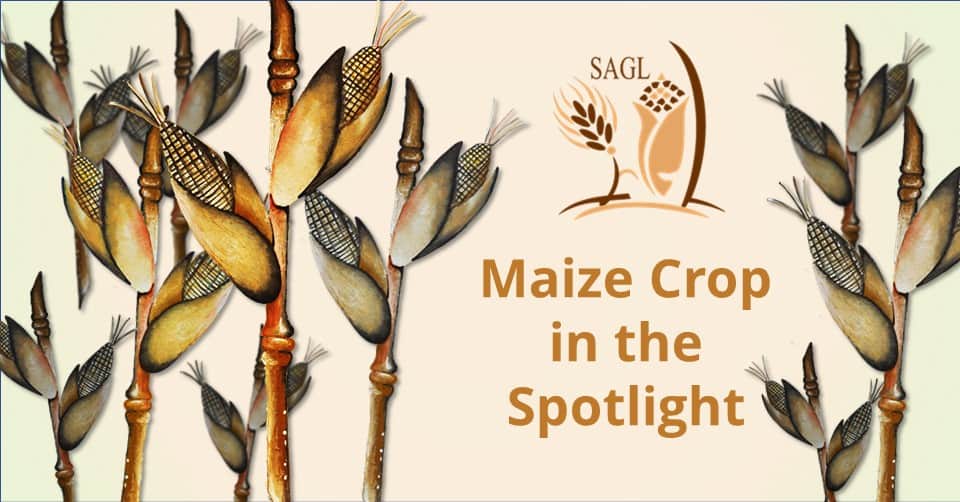 Maize Crop in the Spotlight