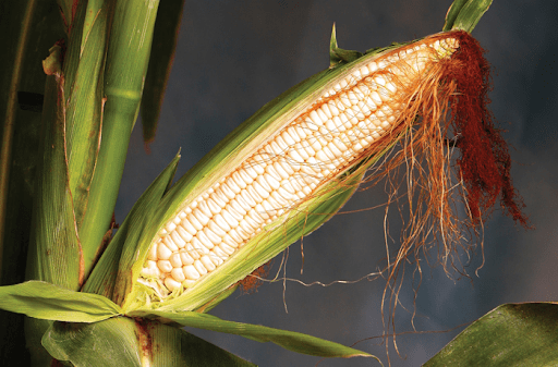 Maize crop in the spotlight 5