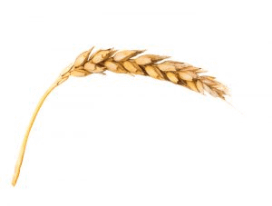 Quality of the 2018.2019 season’s wheat crop examined 1