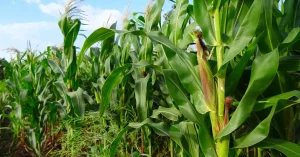 Maize Survey Information Cover