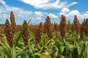 Sorghum Results Cover