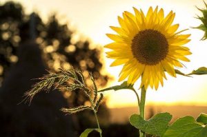 Sunflower-Main (1)