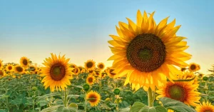 Sunflower Reports Cover - Sunflower Crop Quality Surveys
