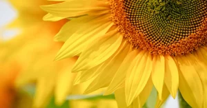 Sunflower Survey Information Cover