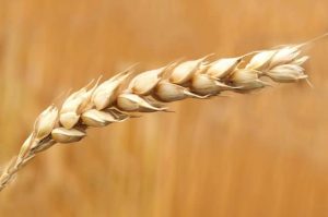 wheat main (3)