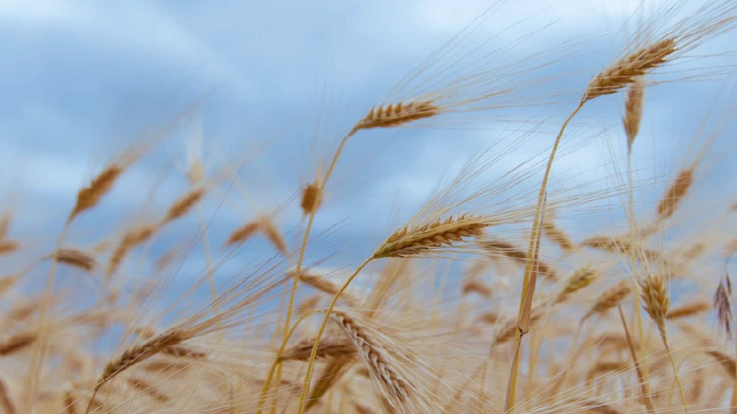 Local wheat crop quality 2024/25 season | The SAGL - Featured Image